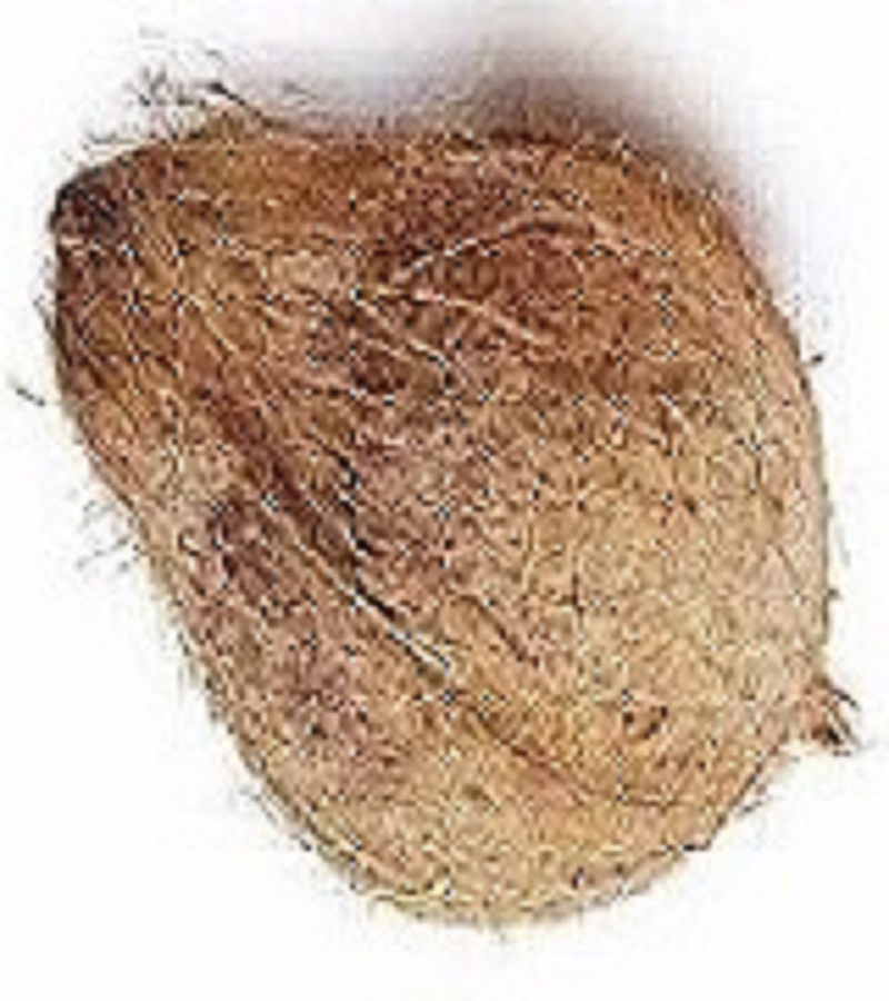 தேங்காய் / Coconut